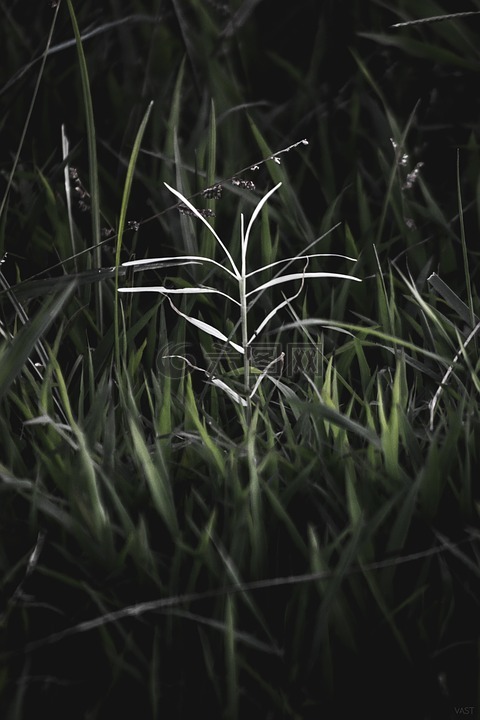 植物,自然,植物區(qū)系