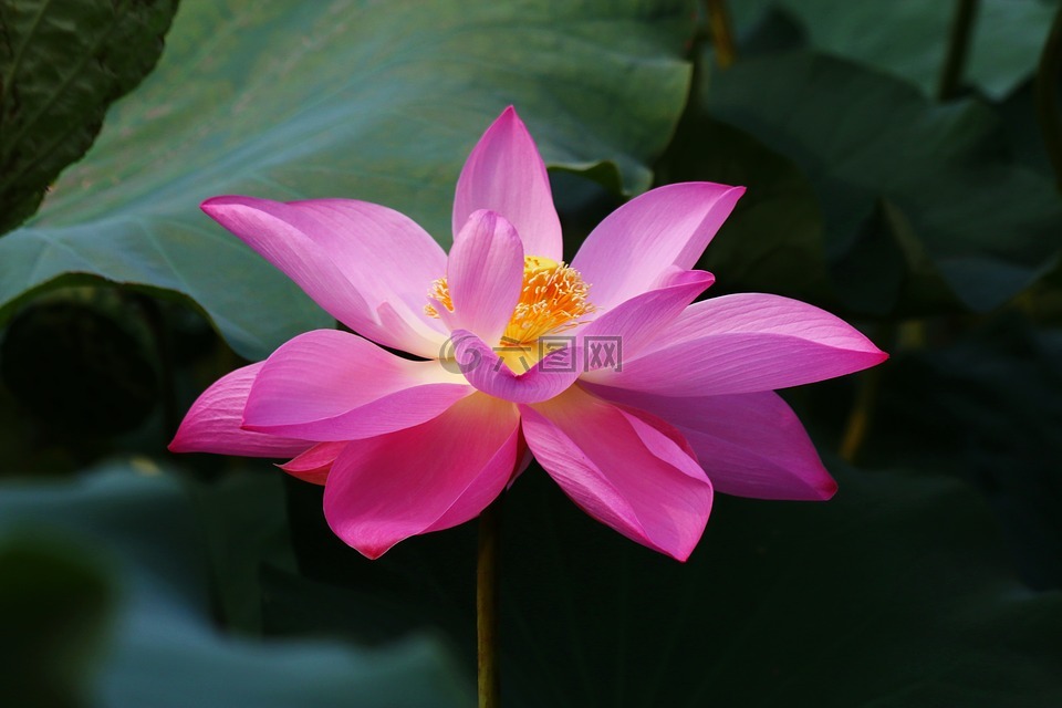 花卉,植物園,荷花