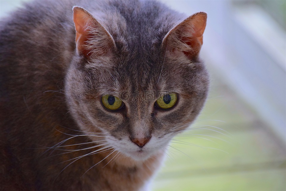 猫,肖像,脸