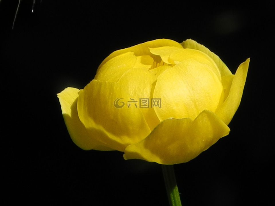 dotterblume,黃色,鮮花
