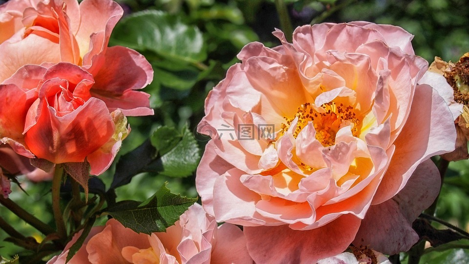 玫瑰,花,玫瑰花朵