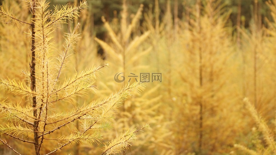植物,木,樹