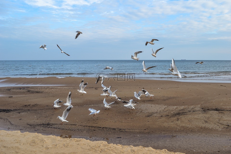 海鸥,海滩,海