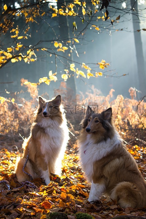 牧羊犬,狗,寵物
