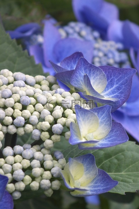 八仙花,藍(lán)色,開花