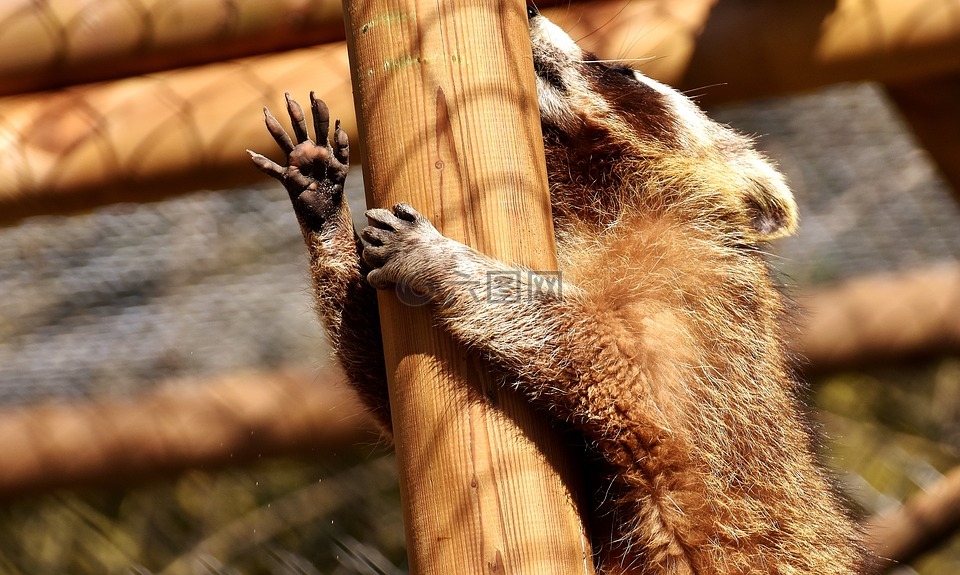 浣熊,野生動物,毛茸茸