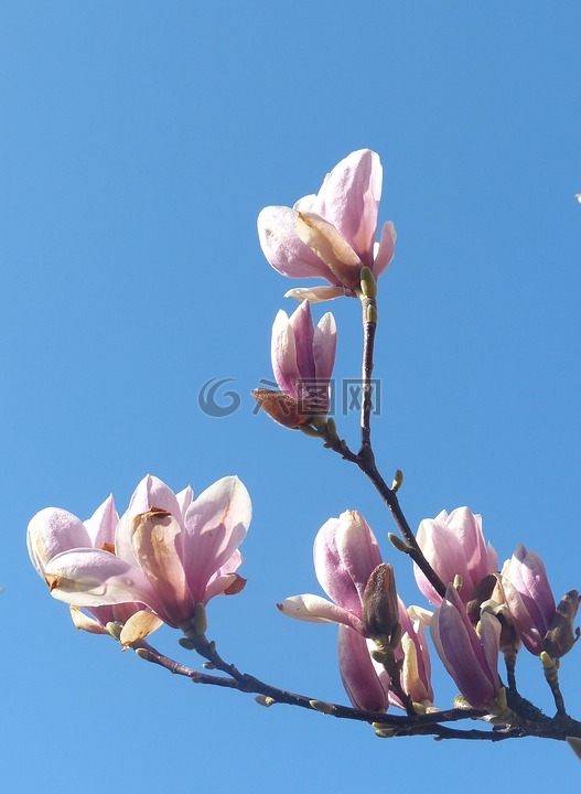 玉蘭,科,鮮花