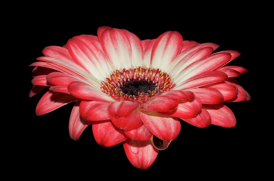 非洲菊,花瓣,紅色