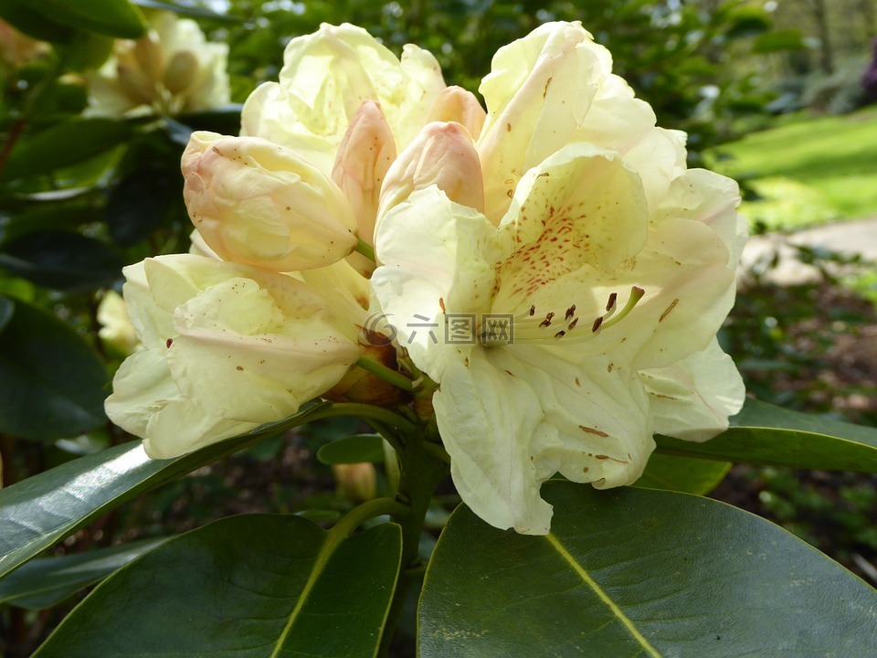 杜鵑花盛開,黃色,春天