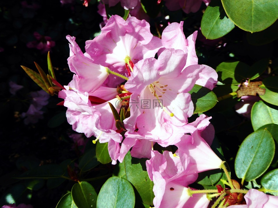 杜鵑花盛開,春天,粉紅色