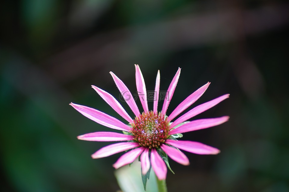 雛菊,花,粉紅色