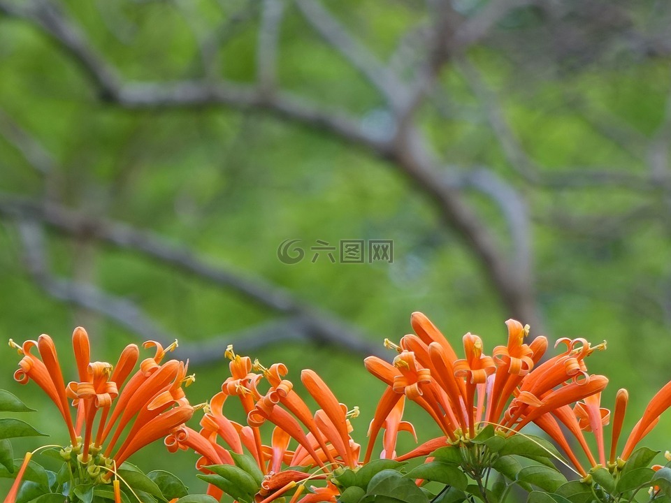炮仗花,火焰藤,黃金珊瑚