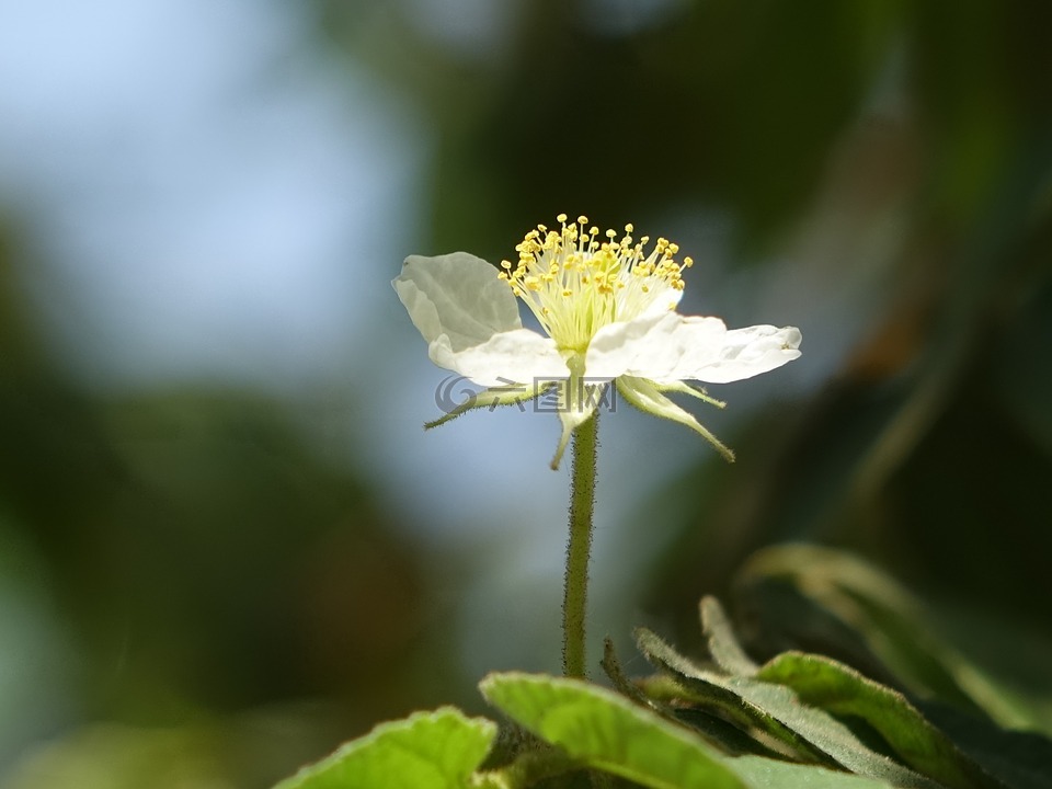 南美假樱桃,野生果树,白色小花