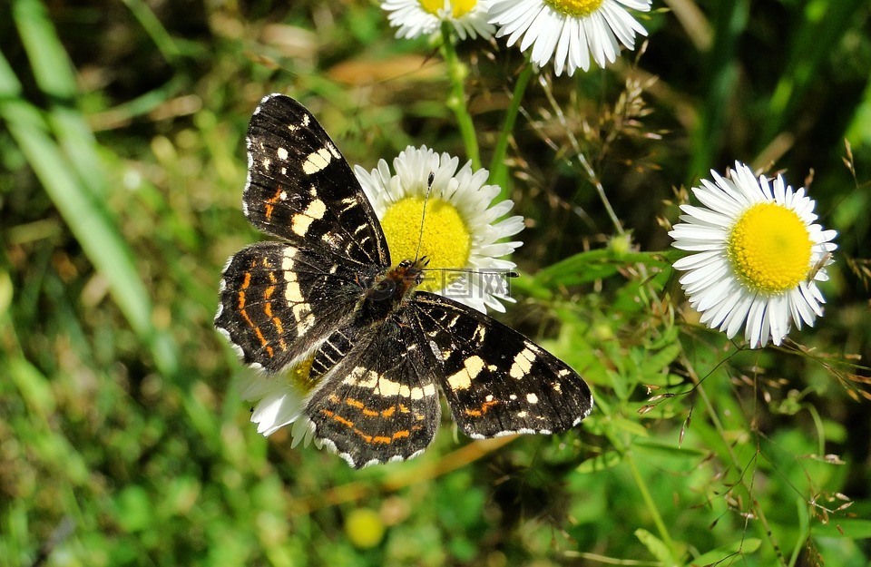 性質,在法院的,夏天