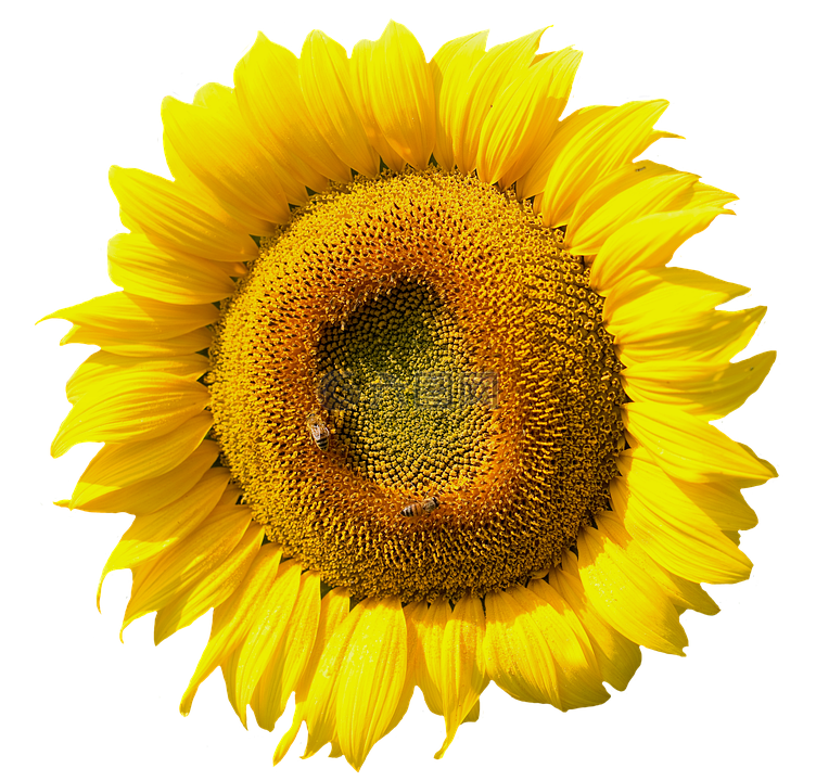 太陽花,開花,夏季