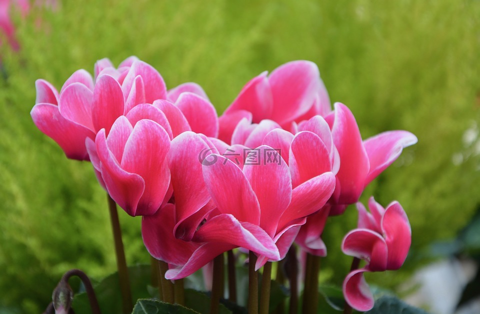 鮮花,仙客來,粉色