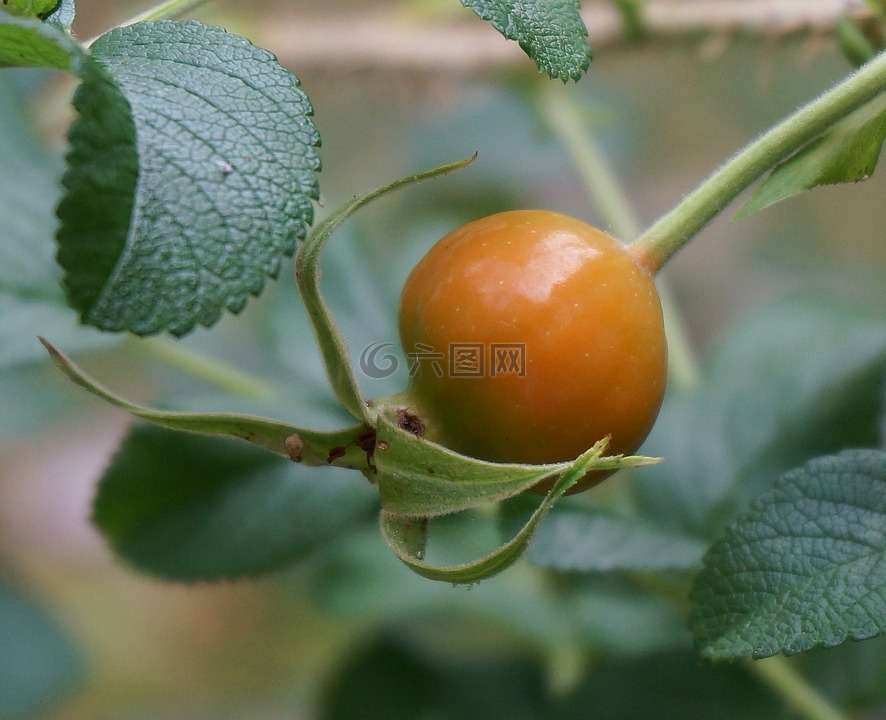 玫瑰果,轉(zhuǎn)色,藿香玫瑰