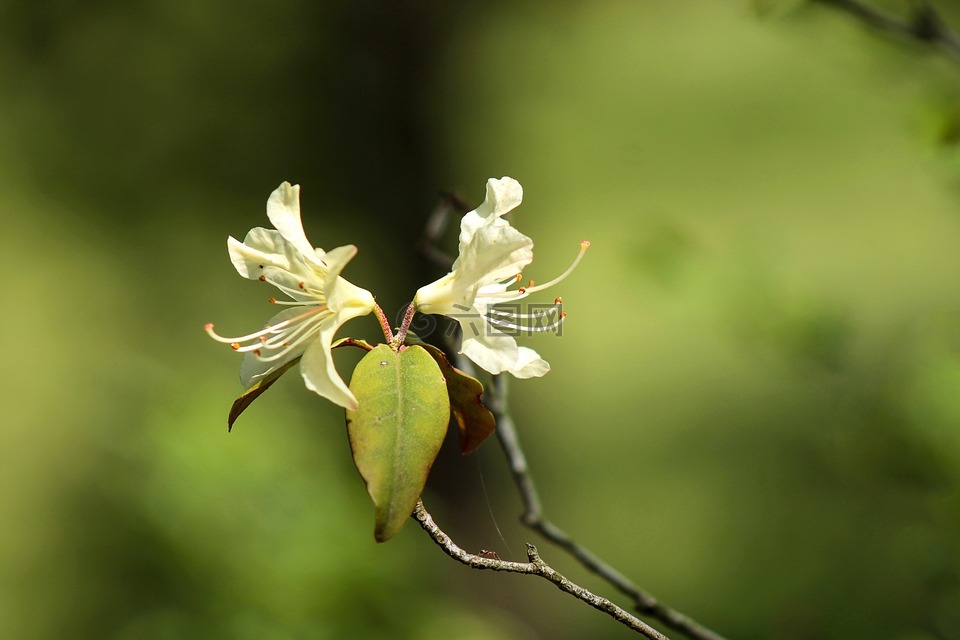 杜鹃,花卉,白花