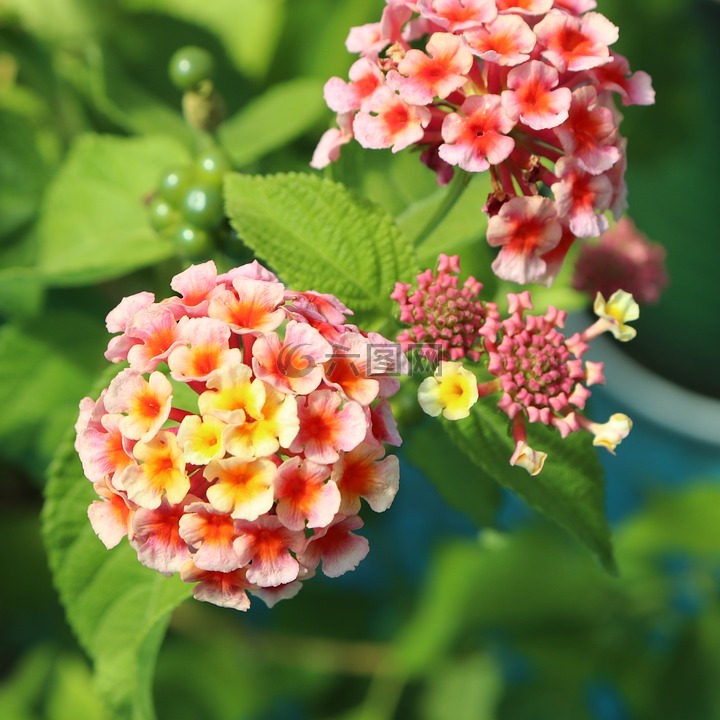 花,花卉,植物