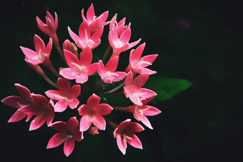 花卉,鲜花,开花