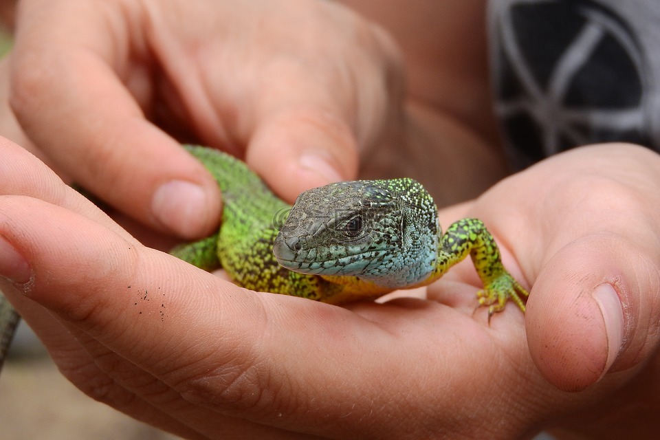 蜥蜴,綠色,爬行動物