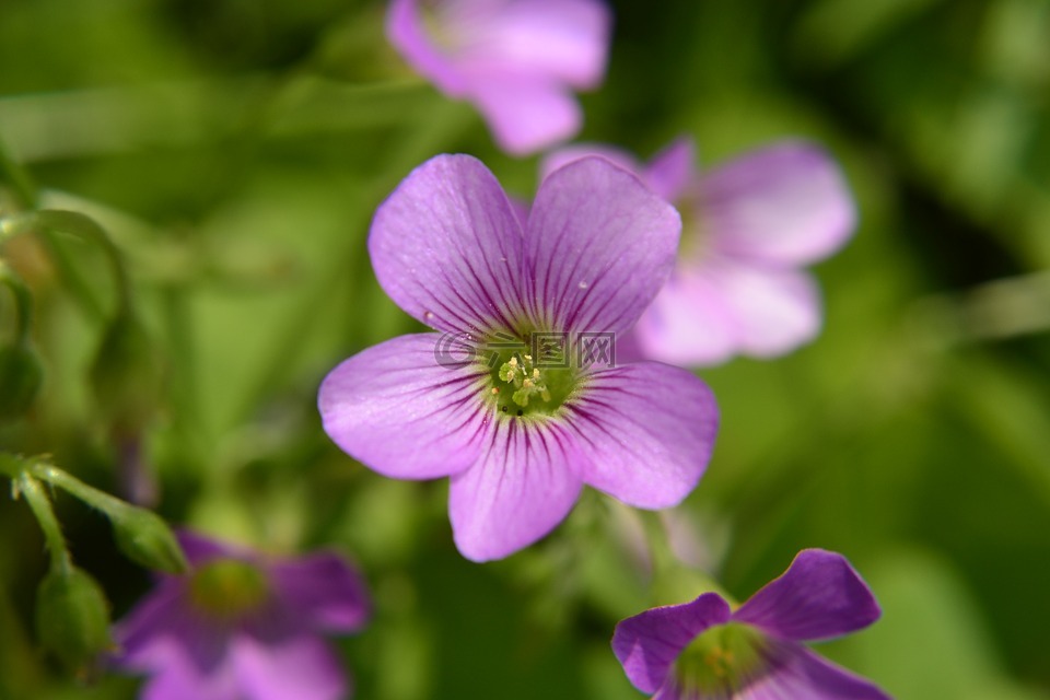 花草,夏日,幸運(yùn)草
