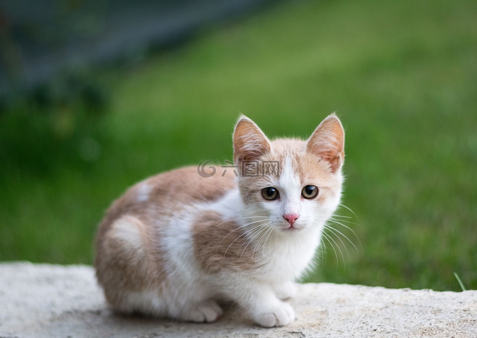 可愛,動物,自然