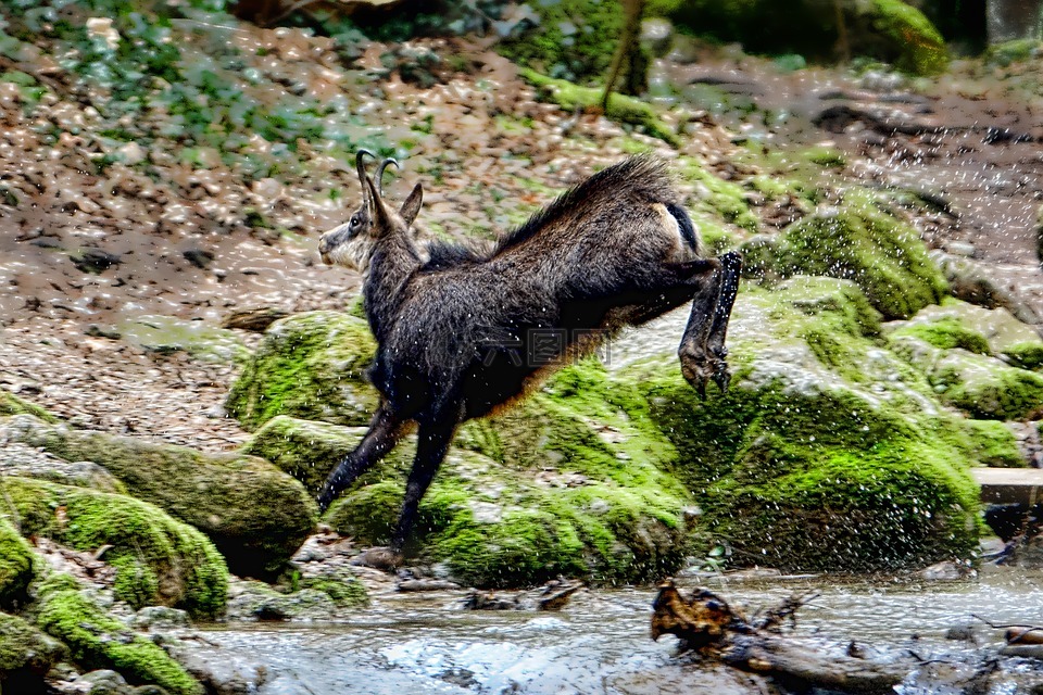 性質(zhì),木,水域