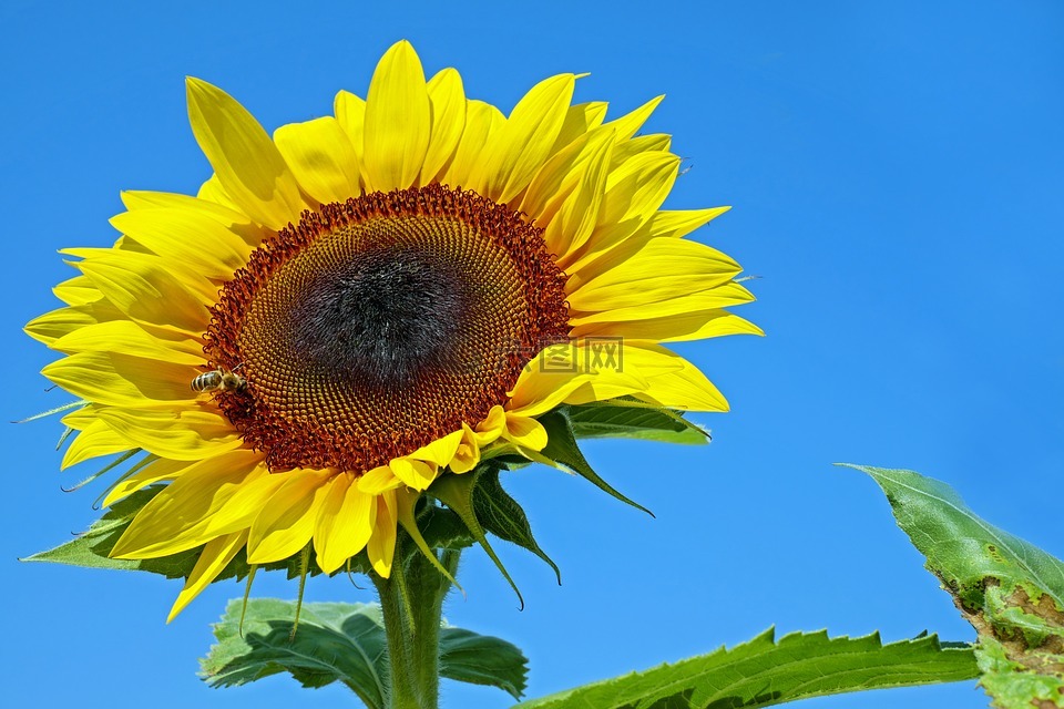 太阳花,花,开花
