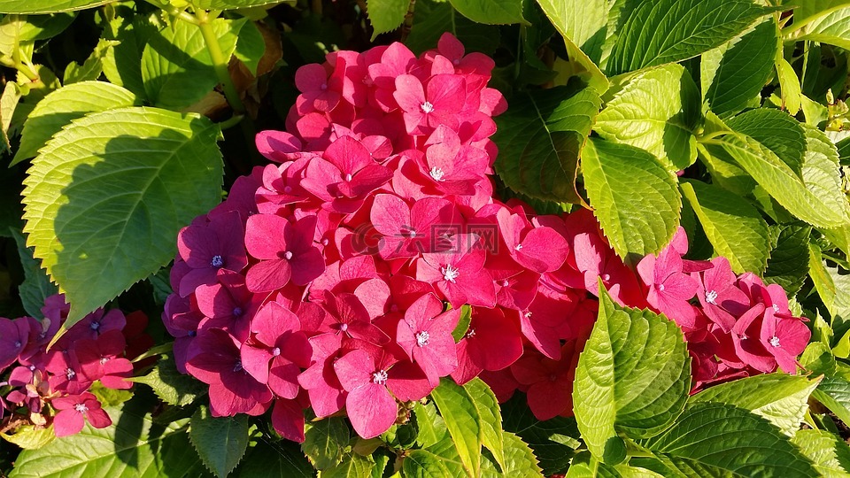 八仙花,花,開花