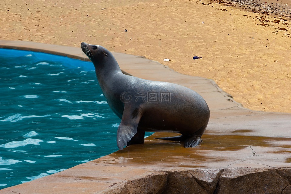 海獅,海,動物
