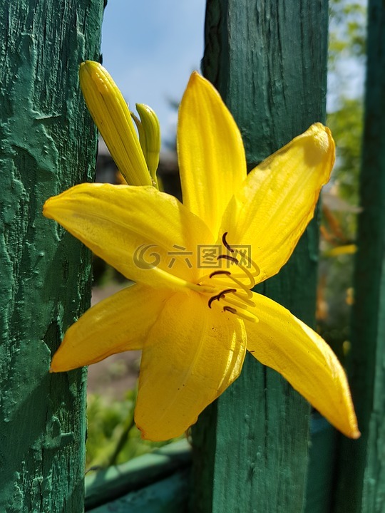 鲜花,百合,黄色