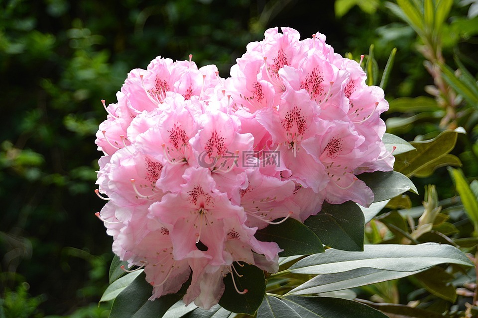 杜鵑,花,花園