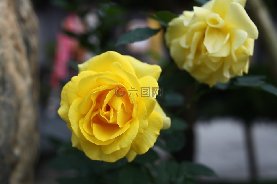 yellow rose,黄玫瑰,爱情