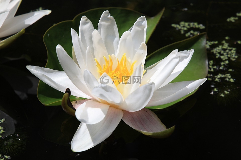 水中百合,花卉,池塘