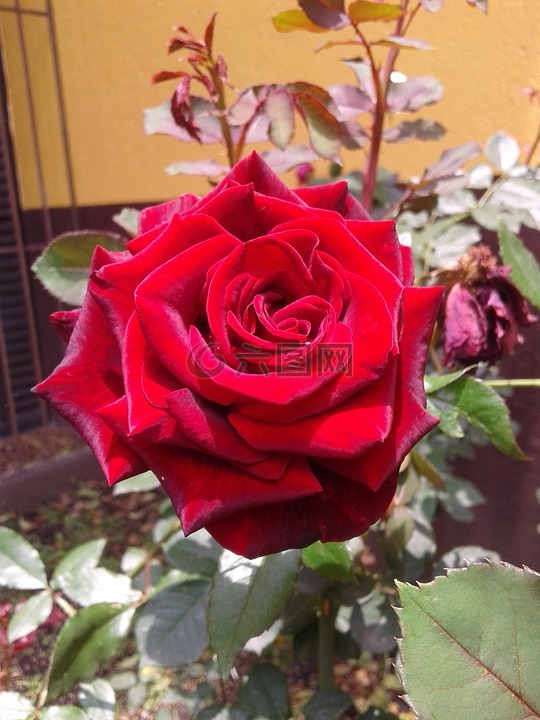 玫瑰,鮮花,花園