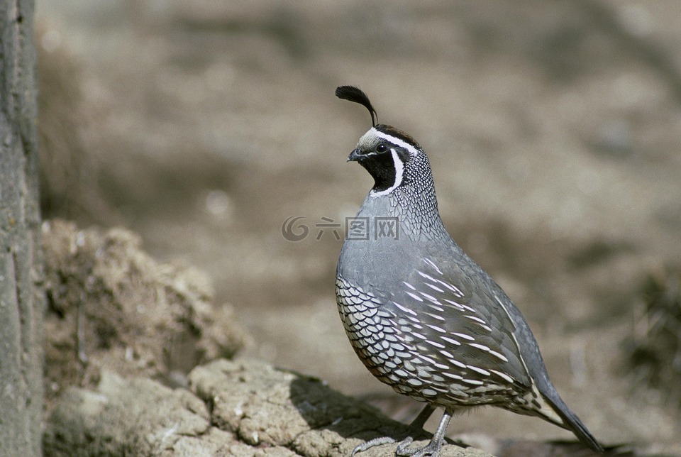 鵪鶉,鳥(niǎo),加利福尼亞州