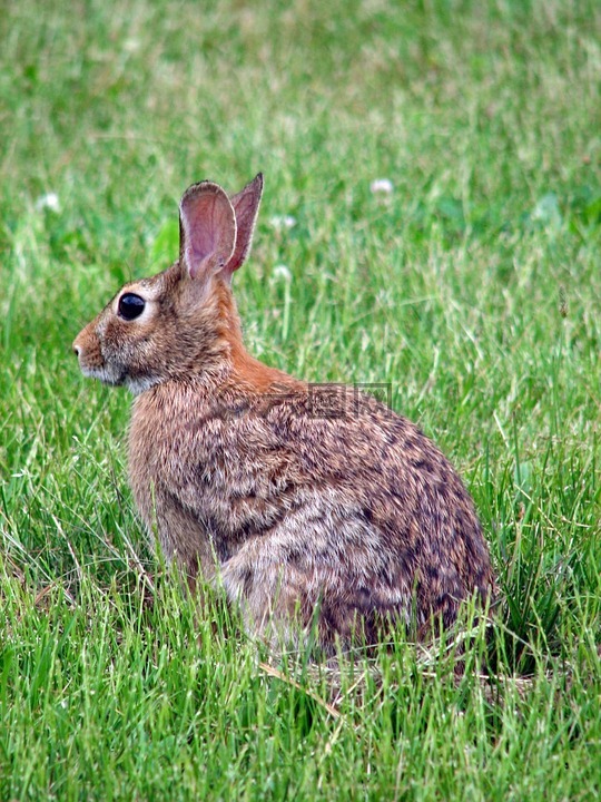 floridanus,北美洲兔類,動物