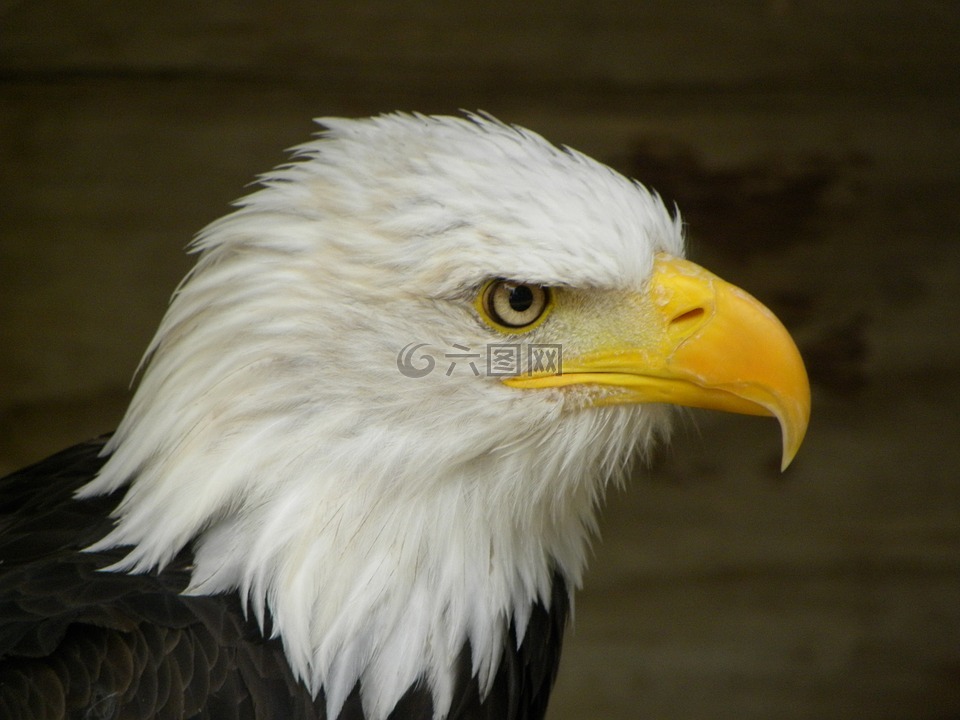 禿頭鷹,鷹,鳥