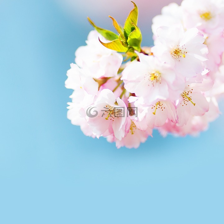开花,粉红色,布什