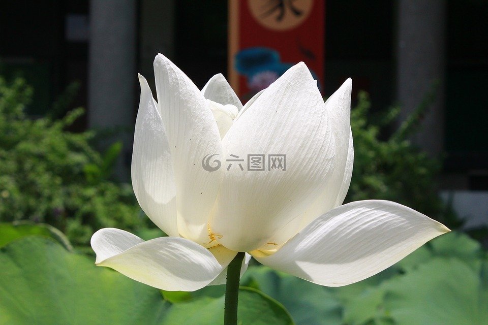 荷花,植物,花卉
