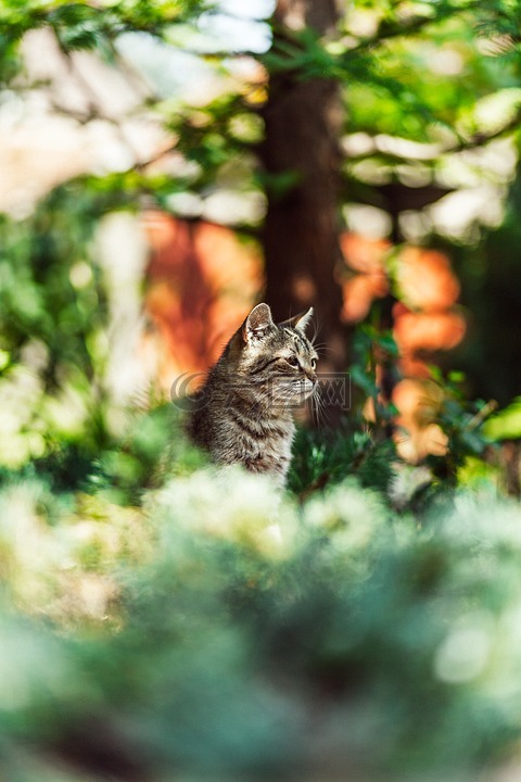 貓,模糊的背景,動物