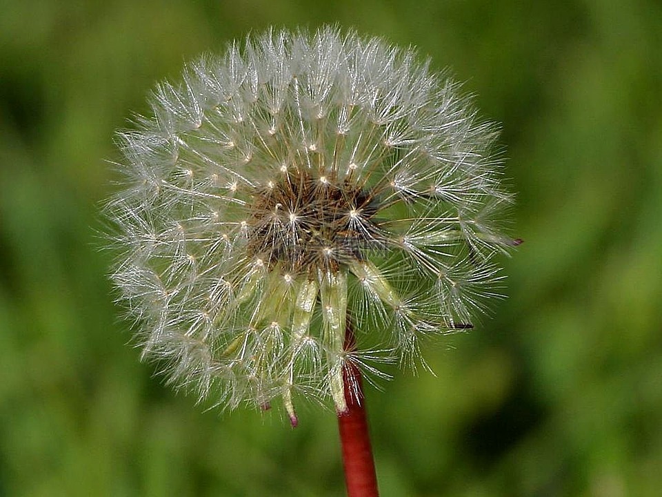 蒲公英,鲜花,杂草