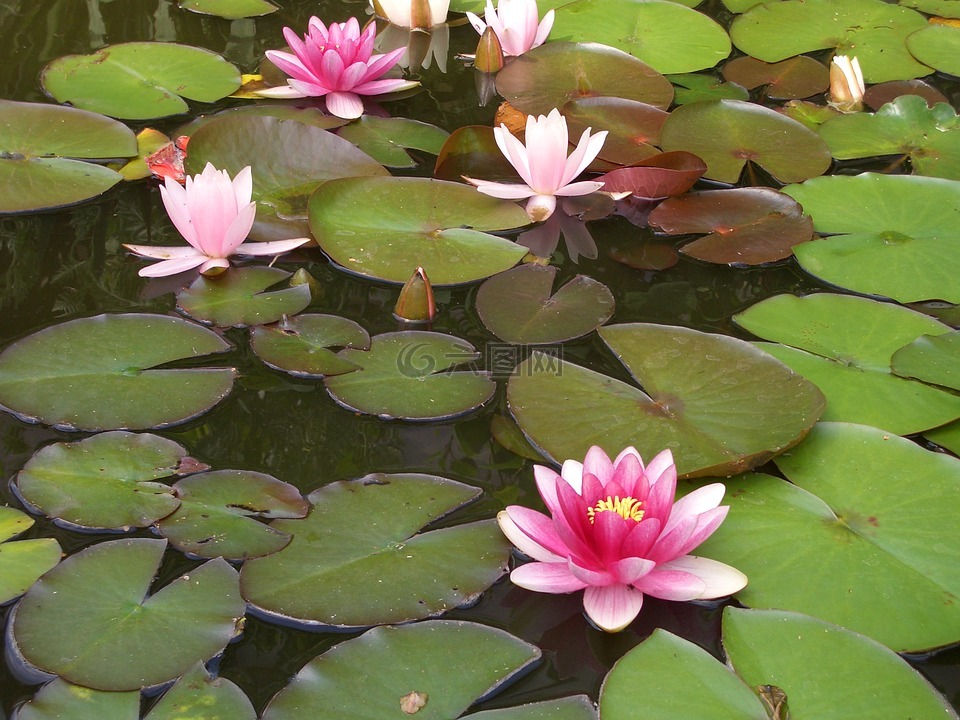 池塘,睡蓮,水生植物