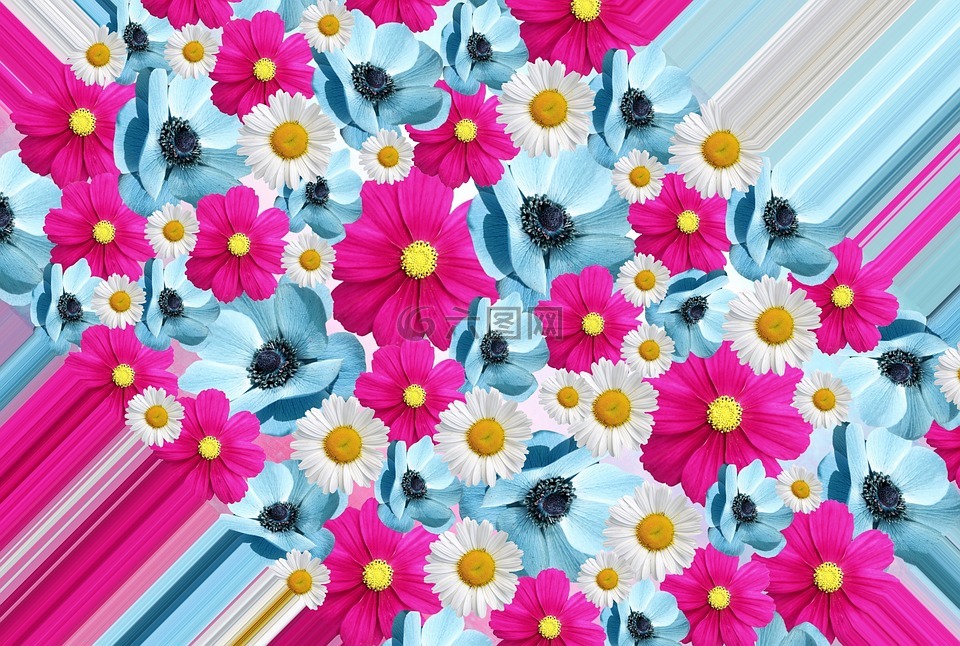 鮮花,開(kāi)花,性質(zhì)