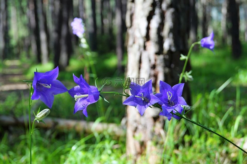桔梗,藍色,花