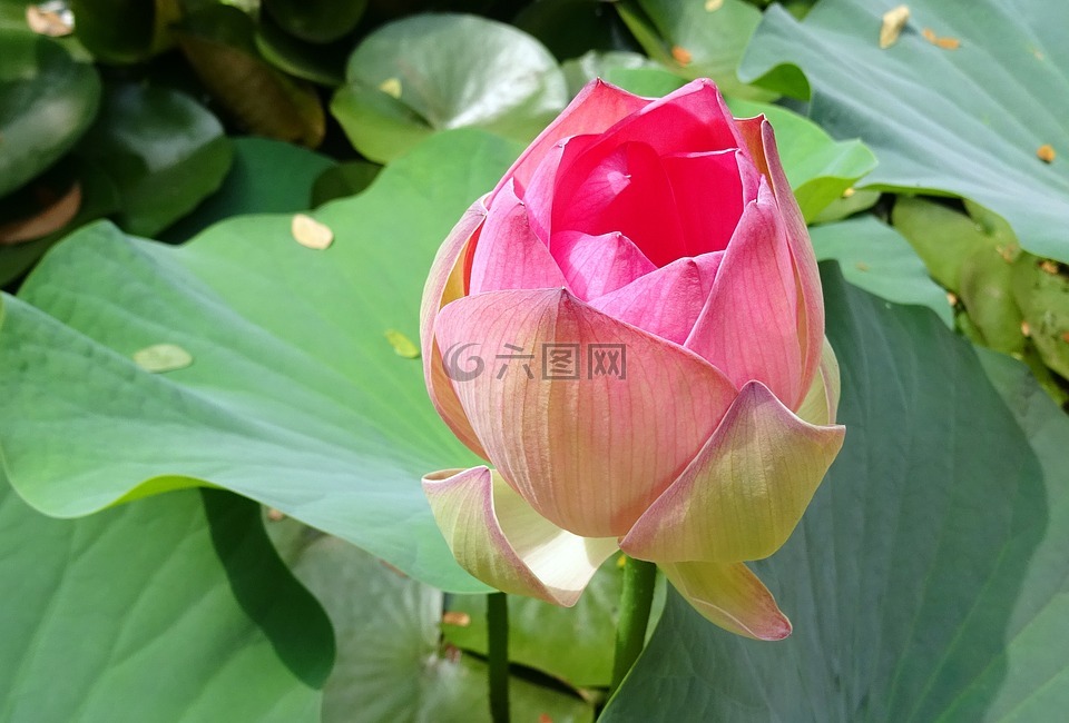 蓮花,花,粉紅色