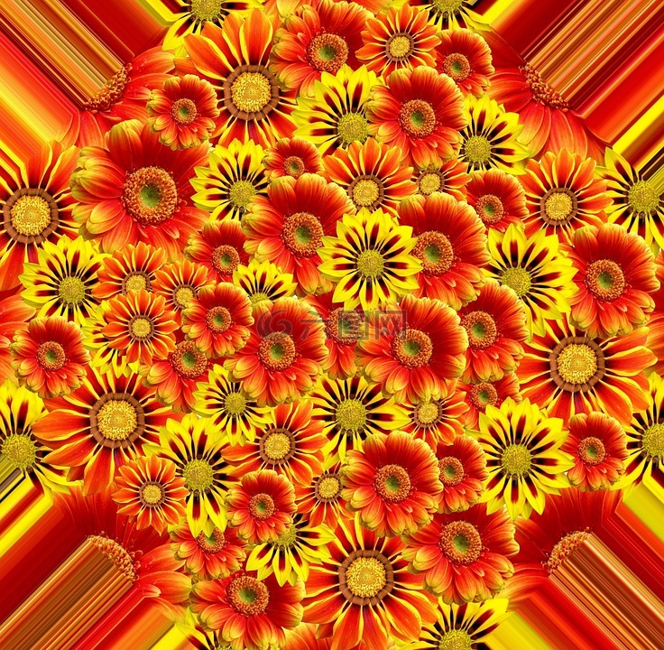 鮮花,夏季,性質(zhì)
