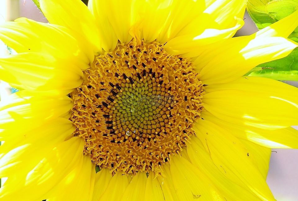 太陽(yáng)花,開(kāi)花,廠