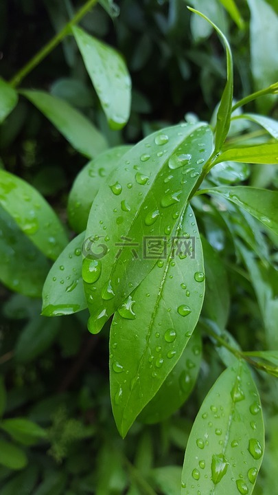 叶,滴,雨